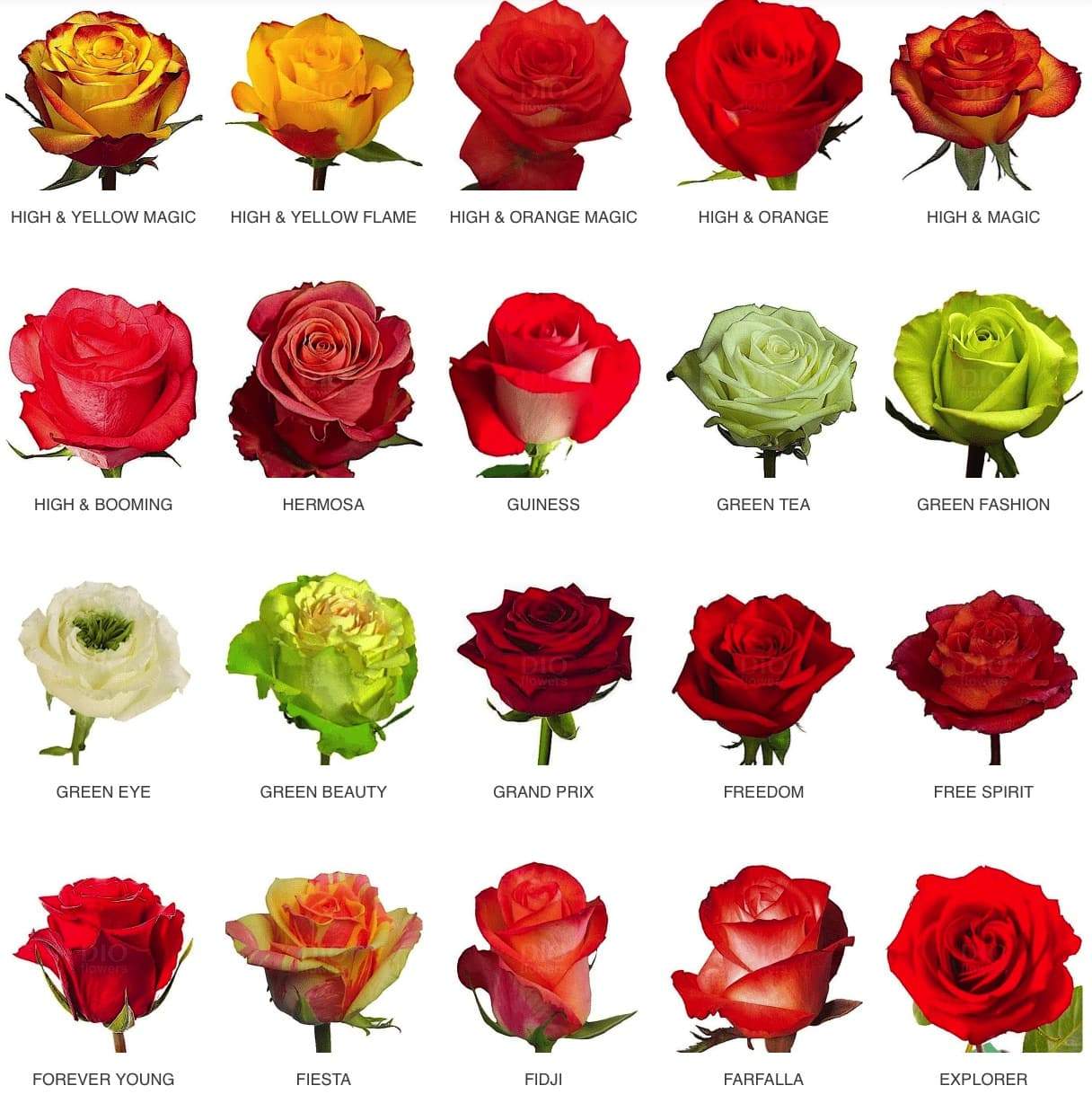Какие есть розы по цвету