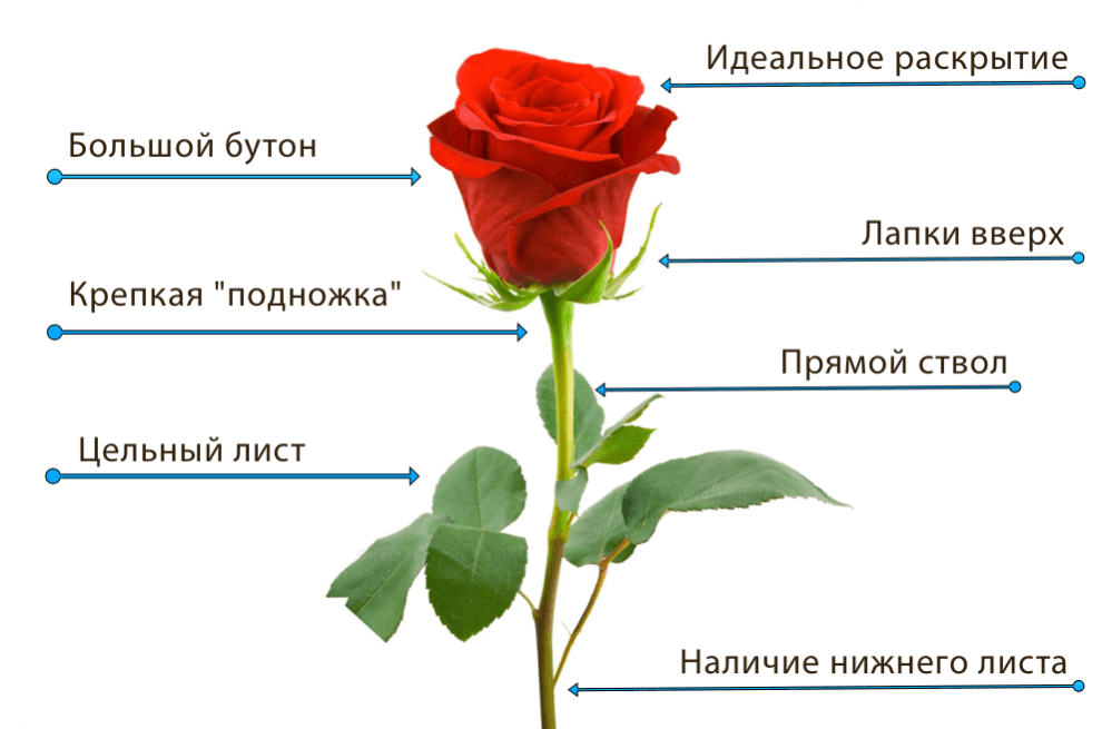 Какие есть розы по цвету