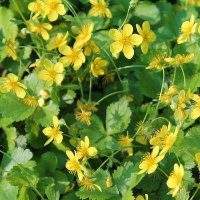 Вальдштейния (Waldsteinia)