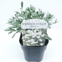Вьюнок (Convolvulus)