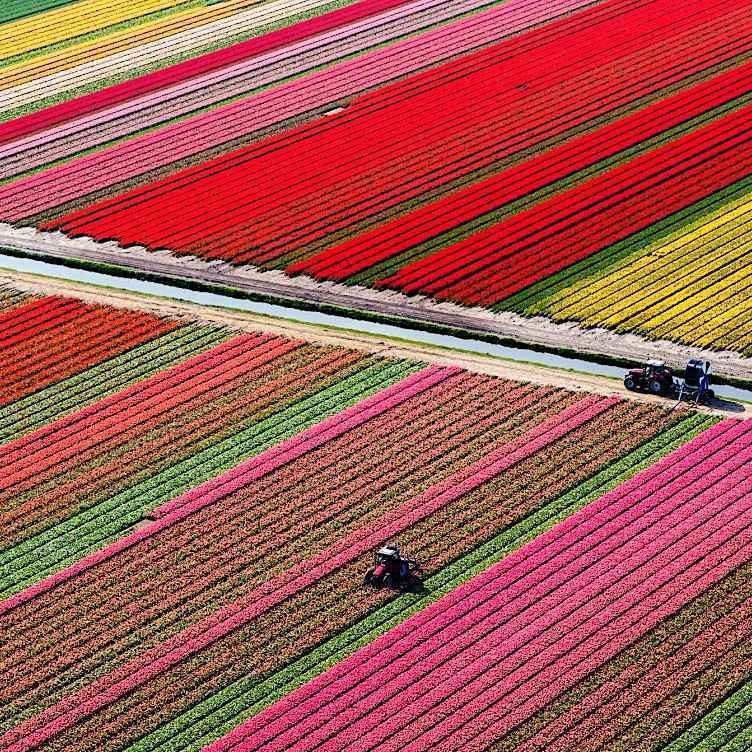 Цветы оптом из Голландии без посредников