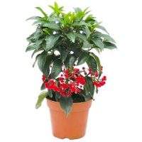 Ардизия (Ardisia)