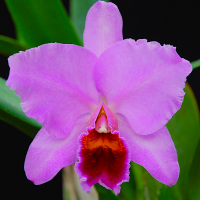 Каттлея (Cattleya)