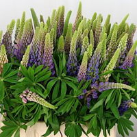 Люпин (Lupinus)