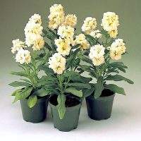 Маттиола (Matthiola)