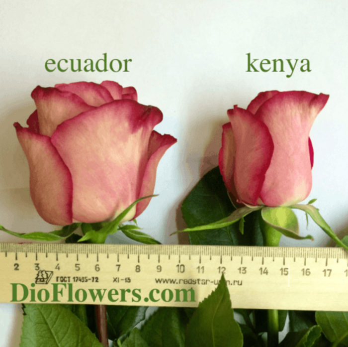 розы Эквадора