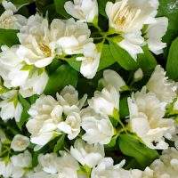 Чубушник - Philadelphus