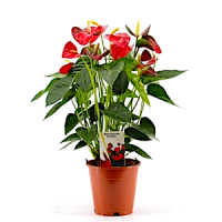 Антуриум (Anthurium)