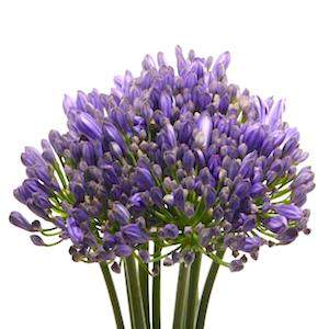 Агапантус (Agapanthus)