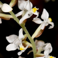 Лудисия (Ludisia)