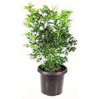 Муррая (Murraya)