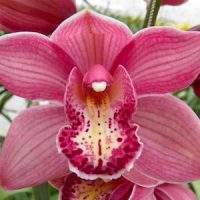 Орхидеи