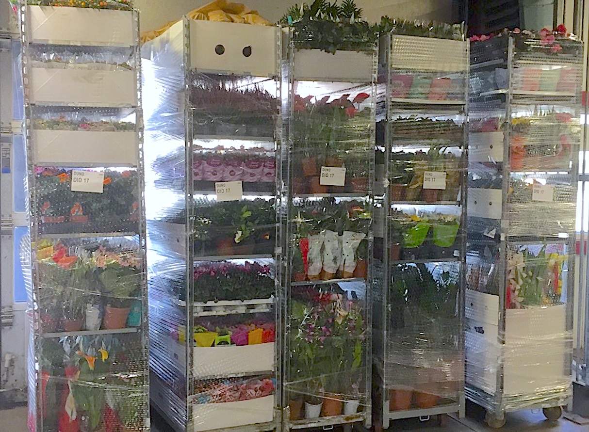 Комнатные Растения Купить В Воронеже Магазины