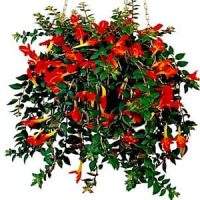 Колумнея (Columnea)