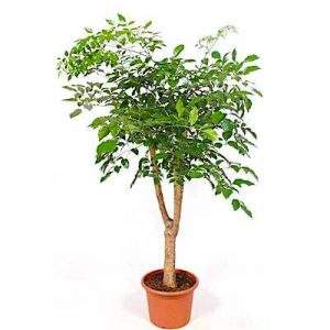 Аралия (Araliaceae)