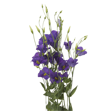 Эустома (Lisianthus)