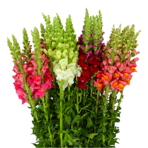 Маттиола (Antirrhinum)