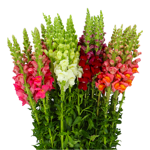 Маттиола (Antirrhinum)