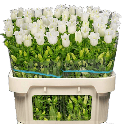 Колокольчик (Campanula)