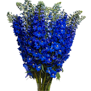 Дельфиниум (Delphinium)