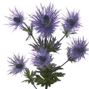 Синеголовник (Eryngium)