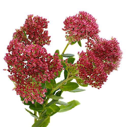 Посконник (Eupatorium)