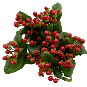 Гиперикум (Hypericum)