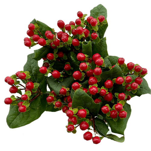 Гиперикум (Hypericum)