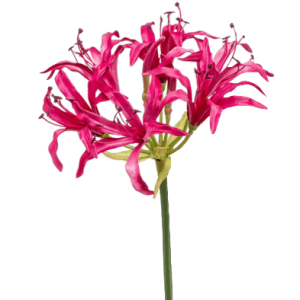 Нерина (Nerine)