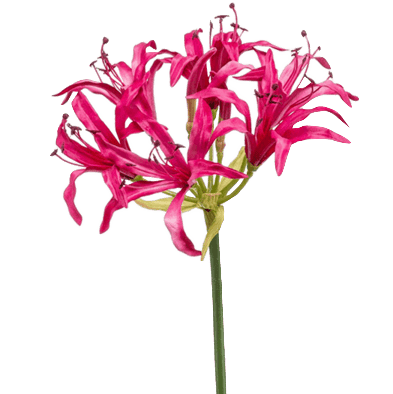 Нерина (Nerine)