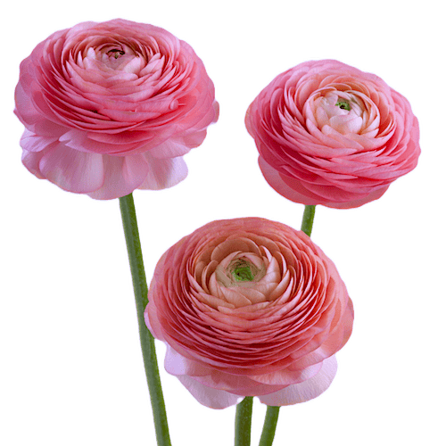 Ранункулус (Ranunculus)