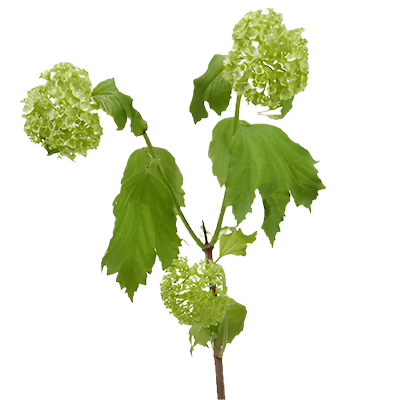 Калина (Viburnum)