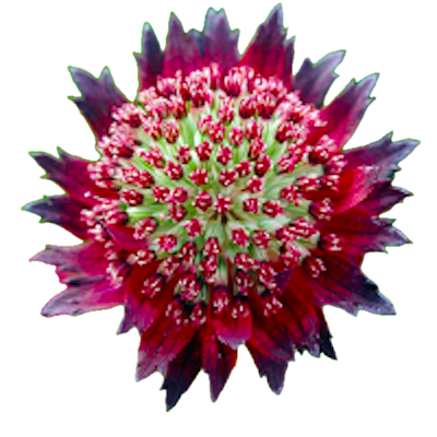 Астранция (Astrantia)