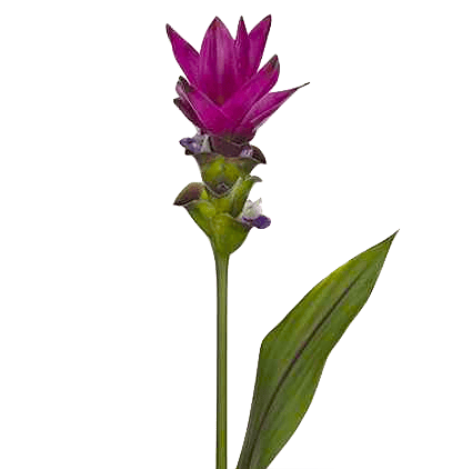 Куркума (Curcuma)