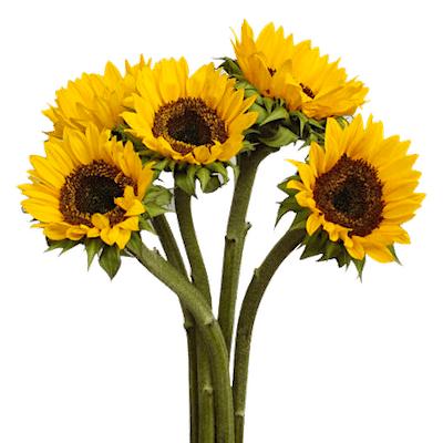 Подсолнух (Helianthus)