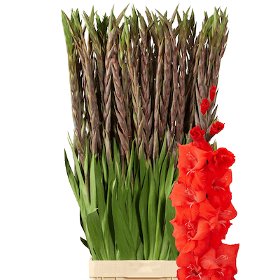 Гладиолус (Gladiolusy)