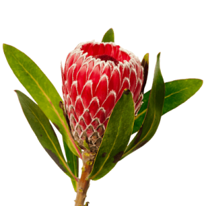 Протея (Protea)