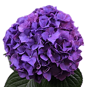 Гортензии (Hydrangea)