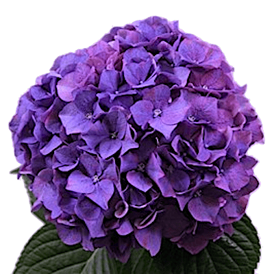 Гортензии (Hydrangea)