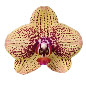 Орхидеи (Orchidaceae)