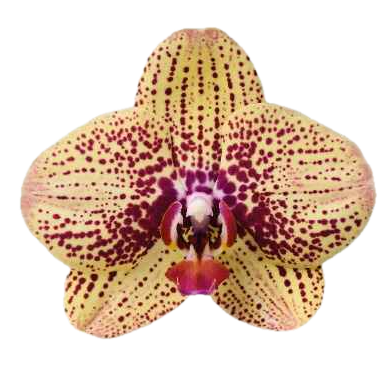 Орхидеи (Orchidaceae)