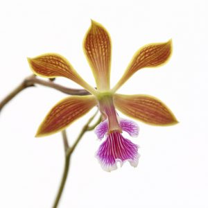 Энциклия (Encyclia)