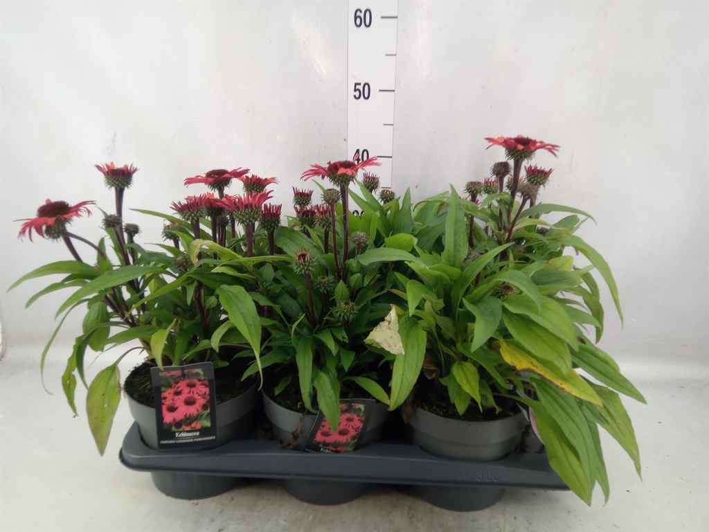 Горшечные цветы и растения оптом Echinacea   ... от 6шт из Голландии с доставкой по России