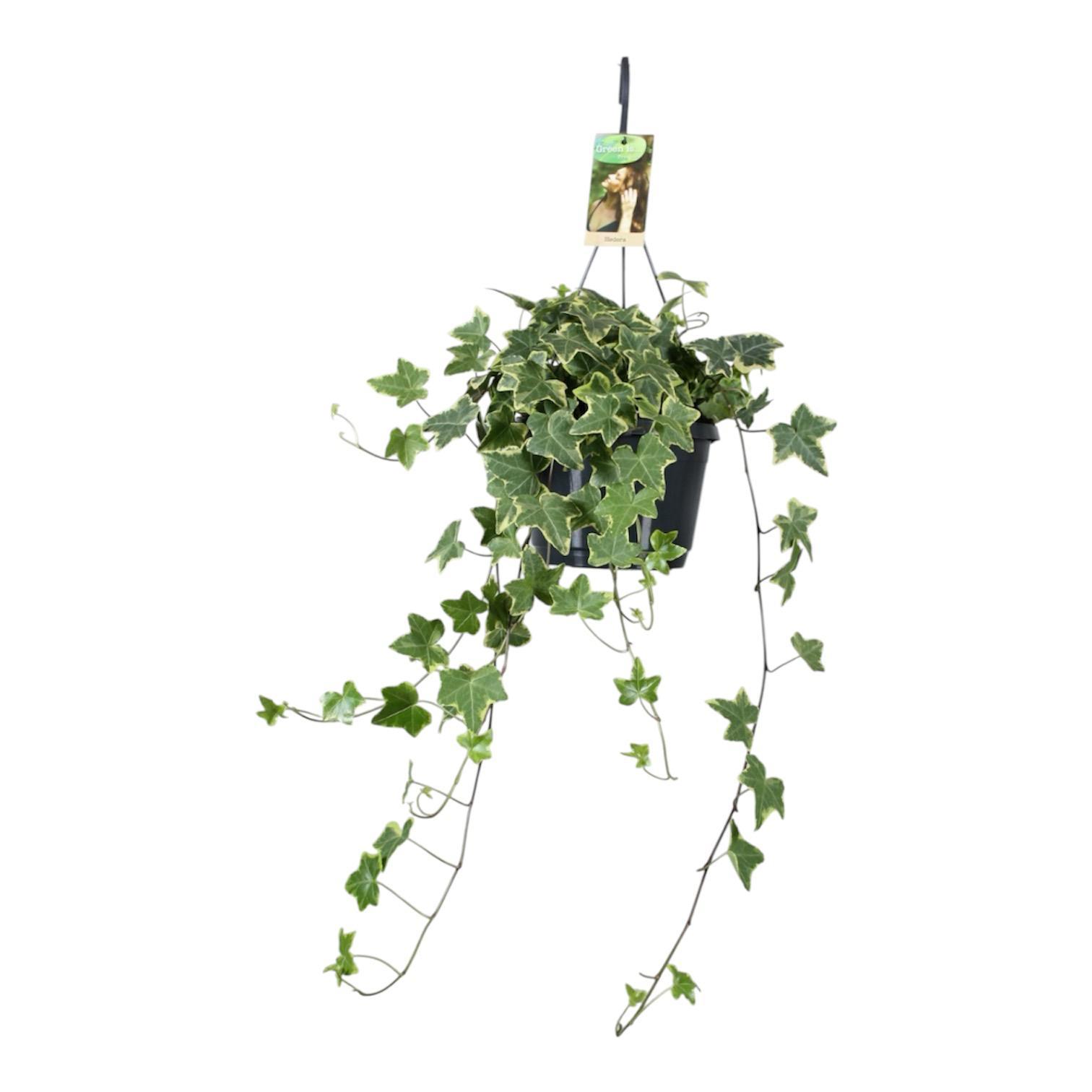 Горшечные цветы и растения оптом Hedera Helix Varigated Hangpot от 1шт из Голландии с доставкой по России