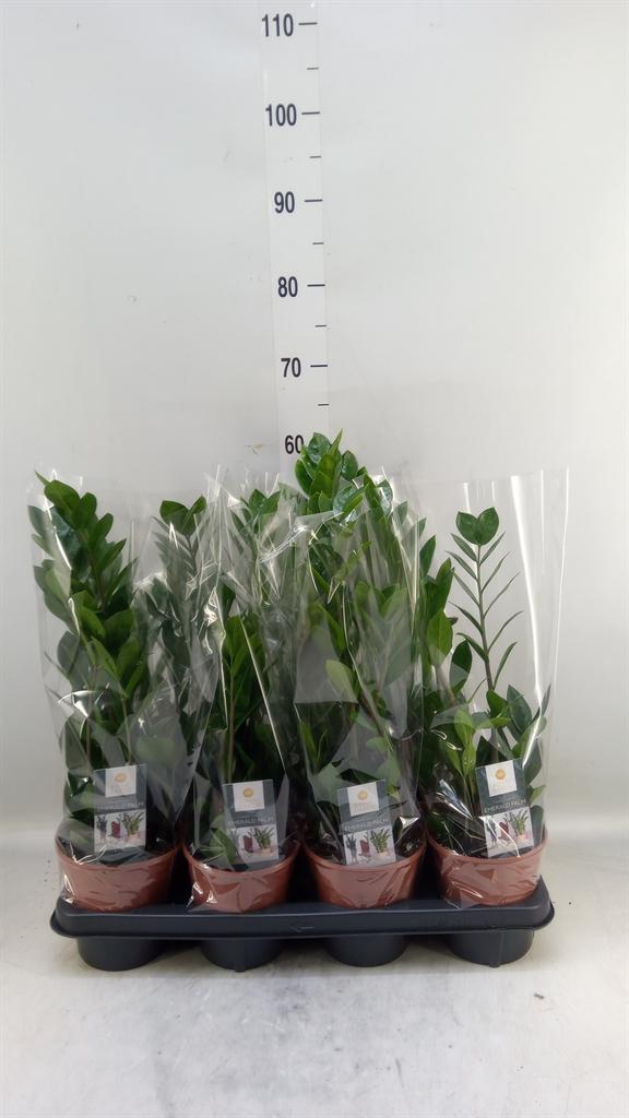 Горшечные цветы и растения оптом Zamioculcas Zamiifolia от 7шт из Голландии с доставкой по России