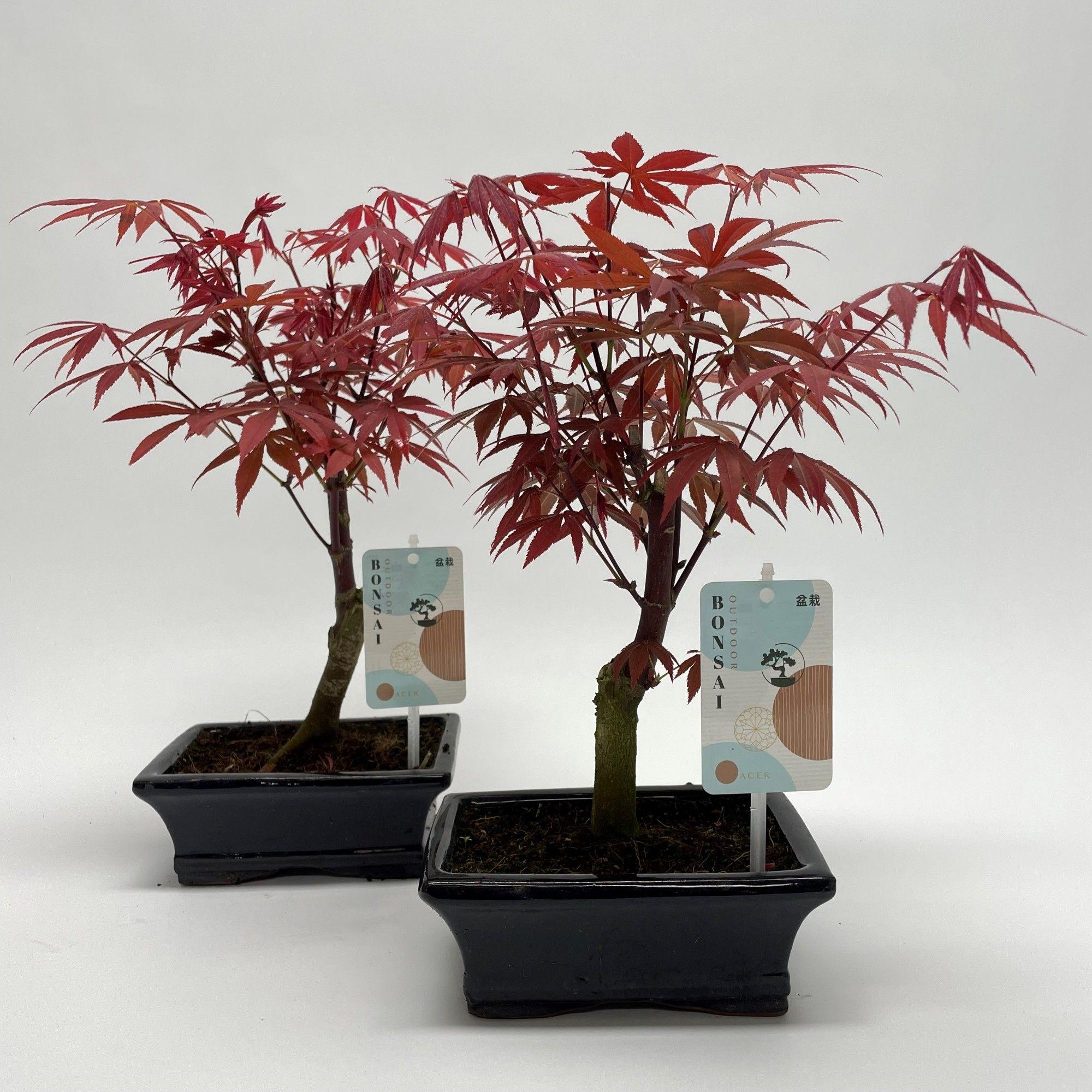 Горшечные цветы и растения оптом Bonsai Acer Atropurpureum от 8шт из Голландии с доставкой по России