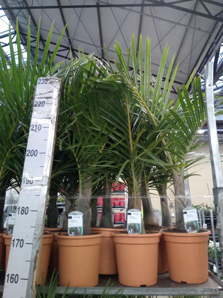 Горшечные цветы и растения оптом Mascarena Verschaffeltii от 1шт из Голландии с доставкой по России