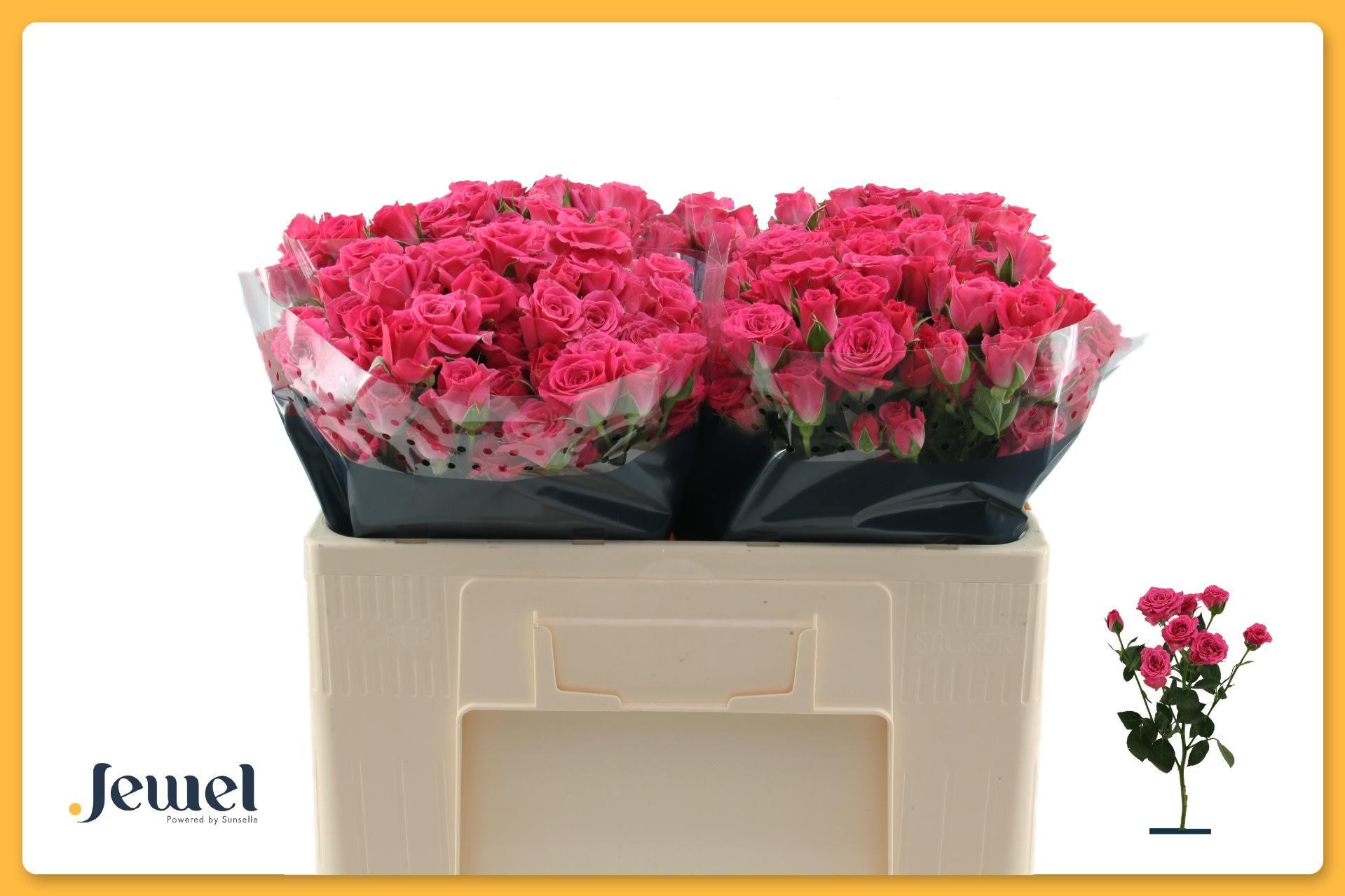 Срезанные цветы оптом Rosa spray lovely lydia от 60шт из Голландии с доставкой по России