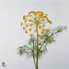 Срезанные цветы оптом Anethum green от 50шт из Голландии с доставкой по России