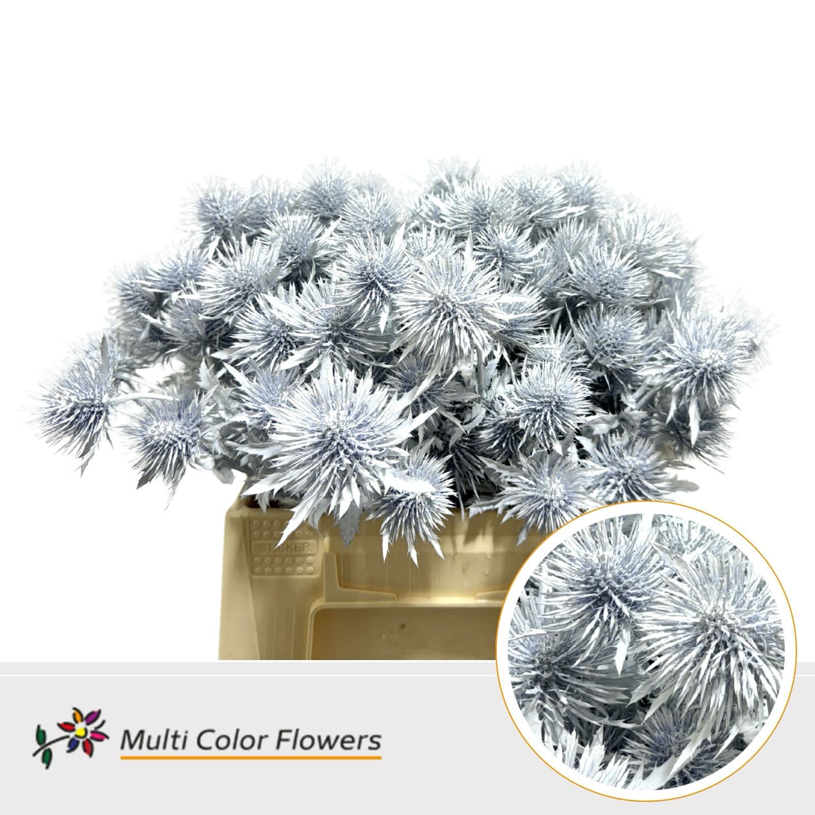 Срезанные цветы оптом Eryngium paint white от 60шт из Голландии с доставкой по России
